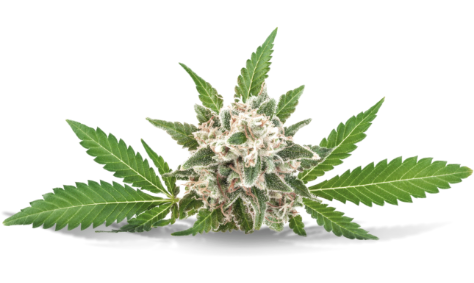 Tienda cbd en tudela